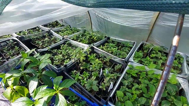 Черенки гортензий под пленкой и сеткой. Продолжаю адаптацию смотреть онлайн