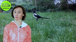 Когда сеять газонную траву? Время посева газона весной