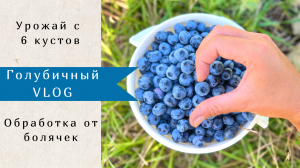 Моя голубика: урожай, лишние побеги, обработка, болячки