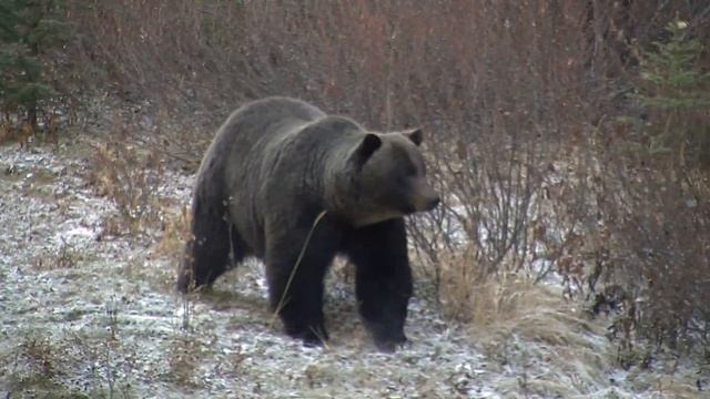 The Boss? Massive Grizzly Bear Encounter in Banff National Park (4K) смотреть онлайн