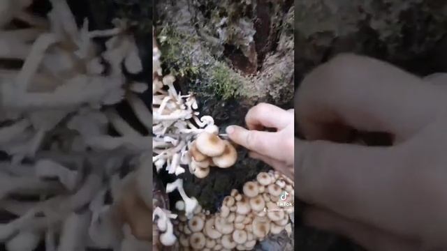 а вы любите опята? #природа #лес #грибы #опята #асмр смотреть онлайн