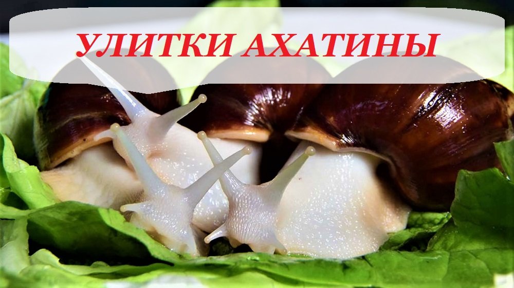 Улитки Ахатины. Содержание разведение и чем кормить улиток Ахатин смотреть онлайн