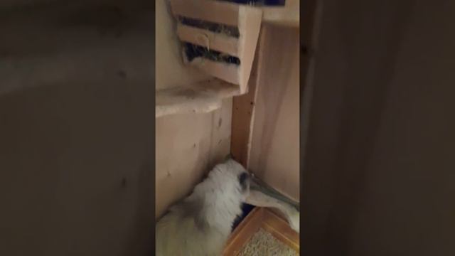 Папа спешит на помощь! Чихуахуа Пулька, шотландская кошка Буня и шиншилла Боцман. смотреть онлайн