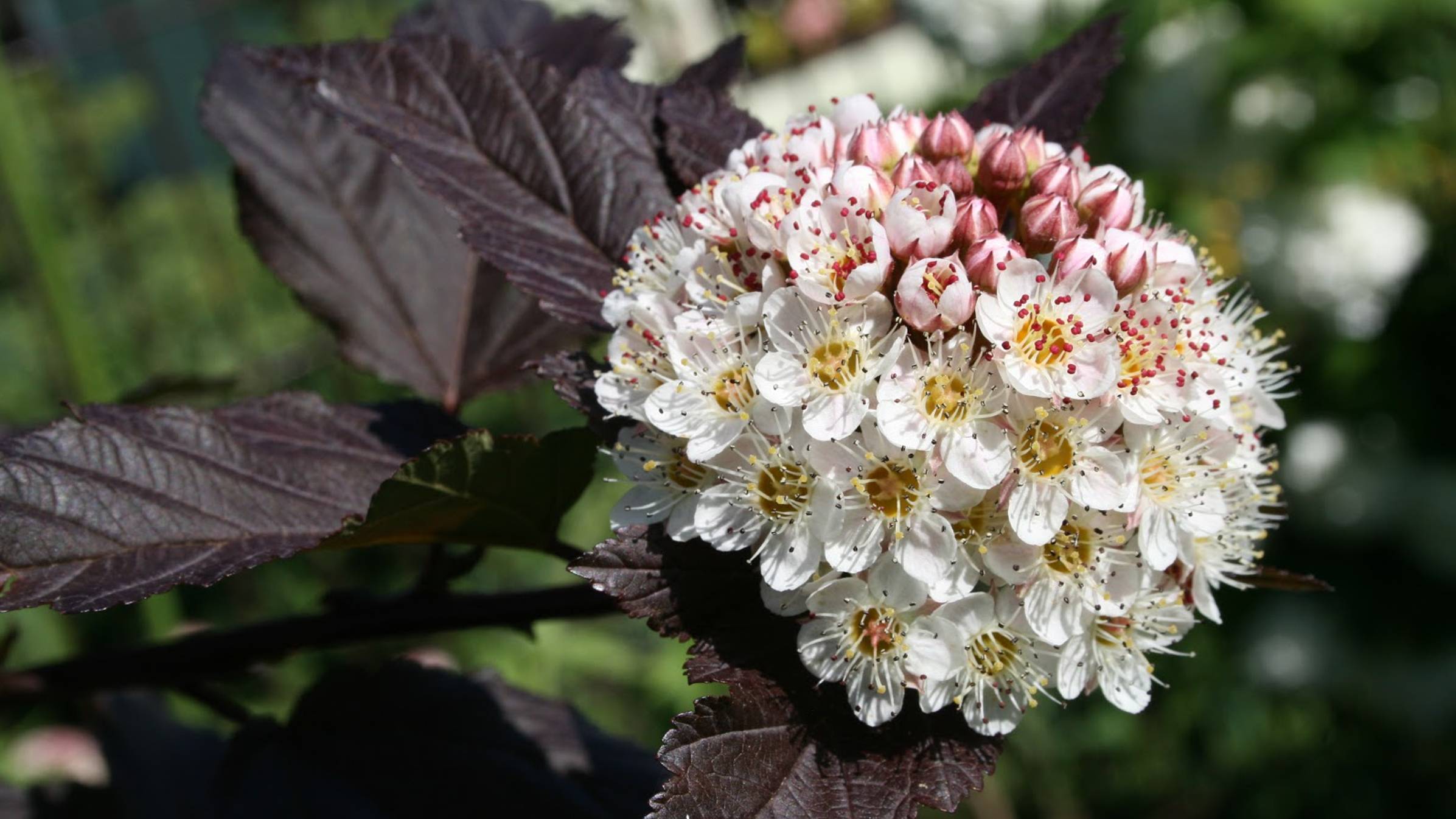 Пузыреплодник - уход, посадка, варианты обрезки. смотреть онлайн