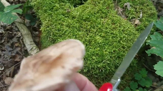 Отдых в лесу. Витаминизация, поиск грибов. Подскажите, как называются эти грибы. ч.1 смотреть онлайн