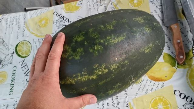Арбуз 2022 Беларусь. Мирсини. Лучший из крупноплодных в сезоне. Ч.1 смотреть онлайн