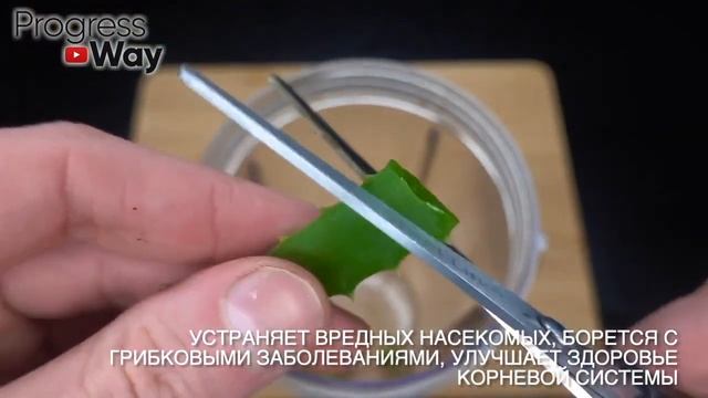 1 Чайная ложечка под любой домашний цветок и пышное цветение вам обеспечено!Цветет Вмиг +50 рецепто смотреть онлайн
