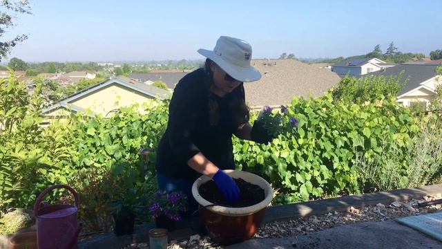 SuperBells, SuperVerbena and Veronica Plants in Yardsale Pot | Plant a Flower смотреть онлайн
