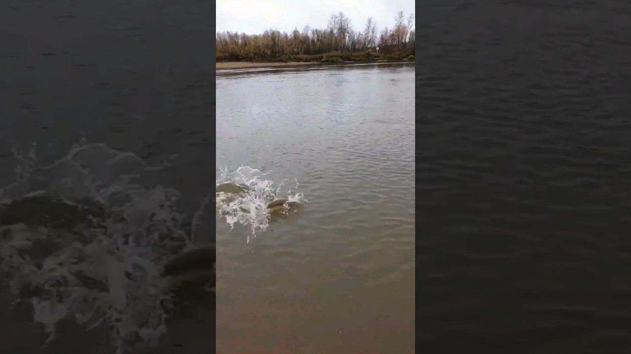 Щука на БУЛЮ. Полное видео на канале смотреть онлайн