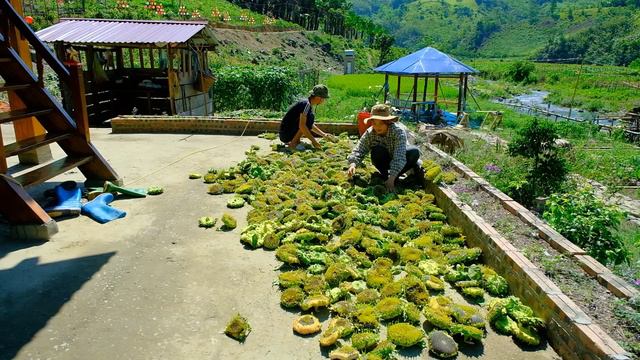 Harvest sunflowers to dry, build a bamboo house with the family on the farm смотреть онлайн