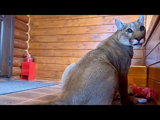 Опасная охота пумы Месси! Как пума стал охотником и добыл себе еду! Сашины комментарии бесценны смотреть онлайн