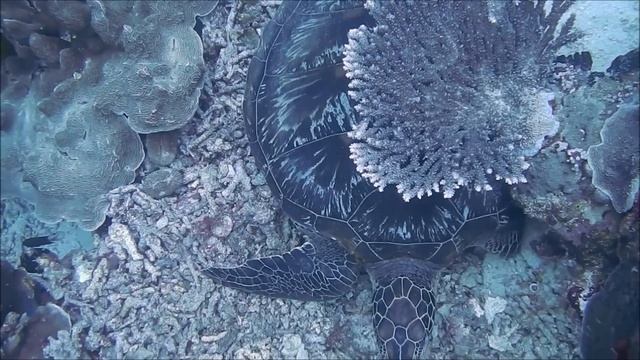 Underwater Sounds with Nature Oceanscapes & Underwater Animals | 8 Hours Deep Sea Sound (Part 1) смотреть онлайн