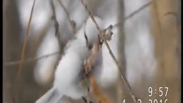 БЕЛАЯ ЛАЗОРЕВКА(князёк) - крупный план