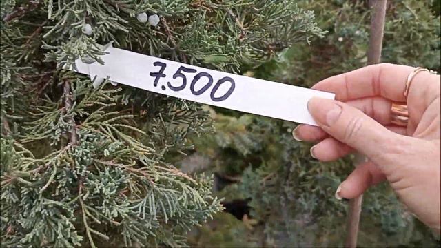 Едем в ПИТОМНИК! Хвойные НОВИНКИ, кустарники, осенние цены! смотреть онлайн