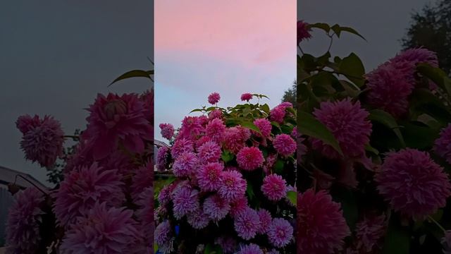 Клематисы на фоне необыкновенного вечернего неба смотреть онлайн