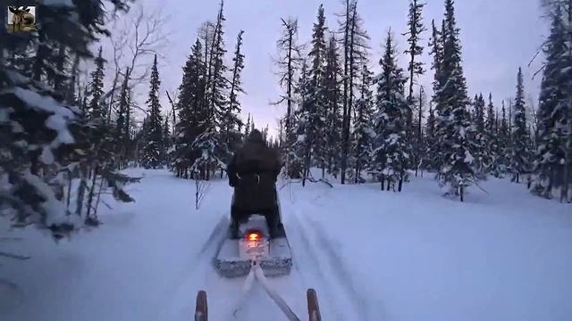 Оленеводство в ЯНАО / Шурышкарский район / Reindeer breeding in YaNAO / Shuryshkarsky district смотреть онлайн