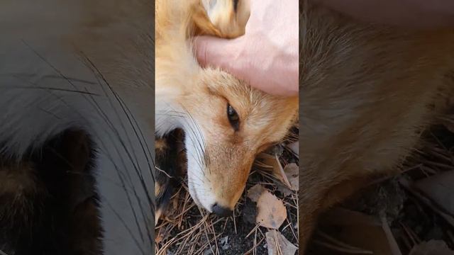 мой друг лУна смотреть онлайн