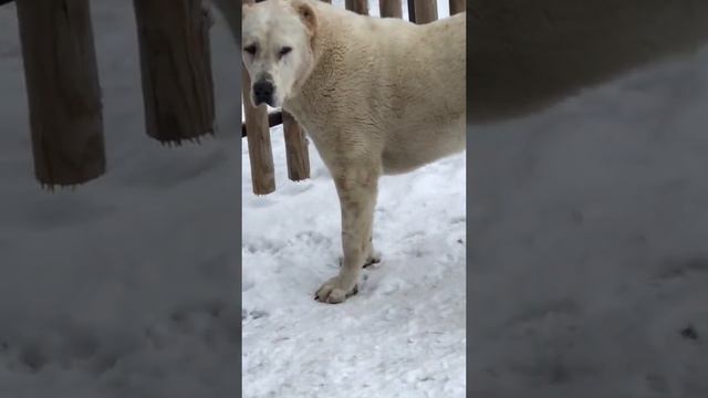 САО АЛАБАЙ РАША 13 МЕСЯЦЕВ, НОРА 14 МЕСЯЦЕВ смотреть онлайн