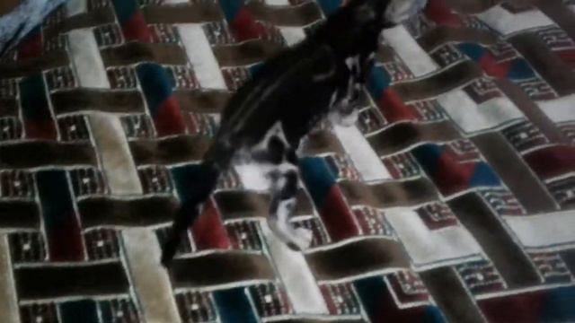 Бенгальские котята смотреть онлайн