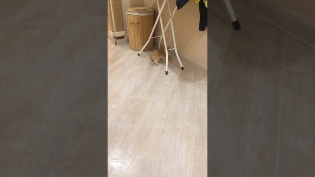 Шотландский котенок (тикированный) - скотиш страйт смотреть онлайн