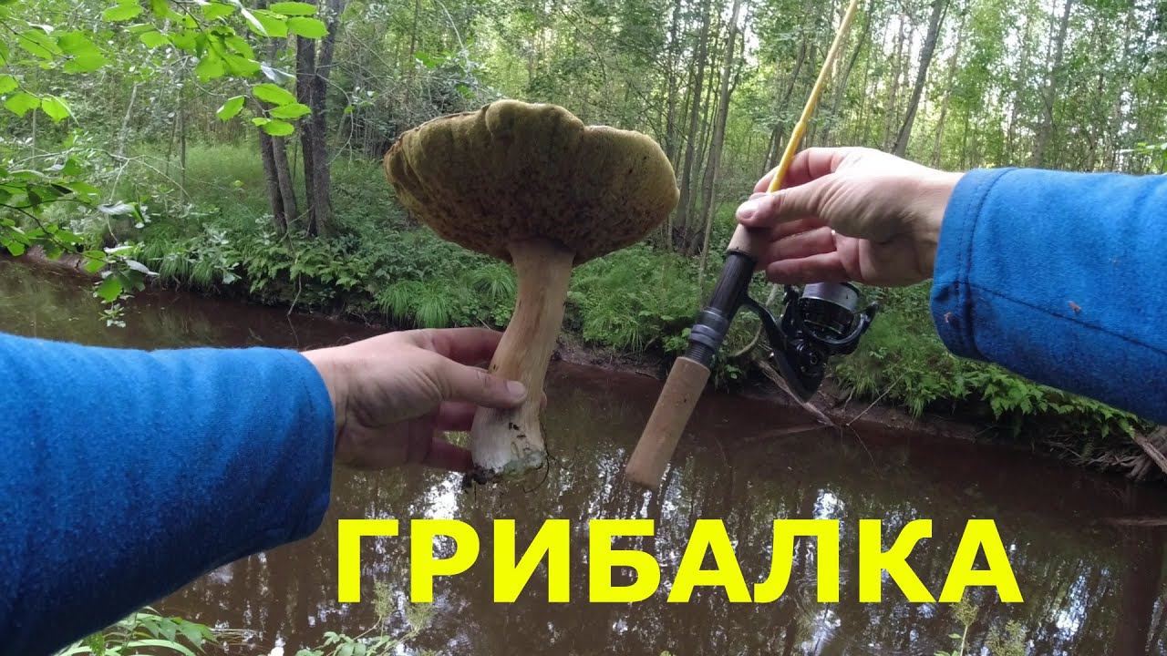 #443 Грибалка | Форель, грибы, ягоды | смотреть онлайн