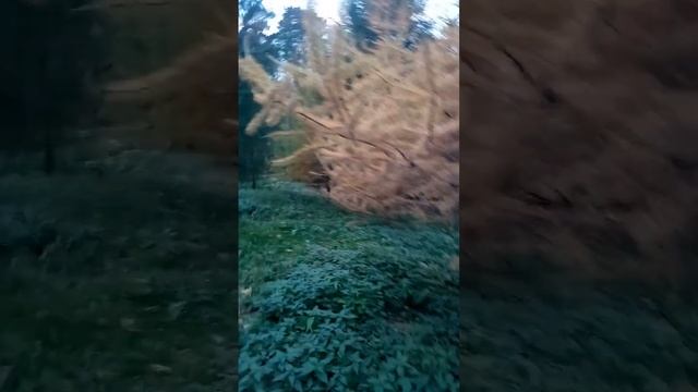 рыжие лисы-лиственницы смотреть онлайн