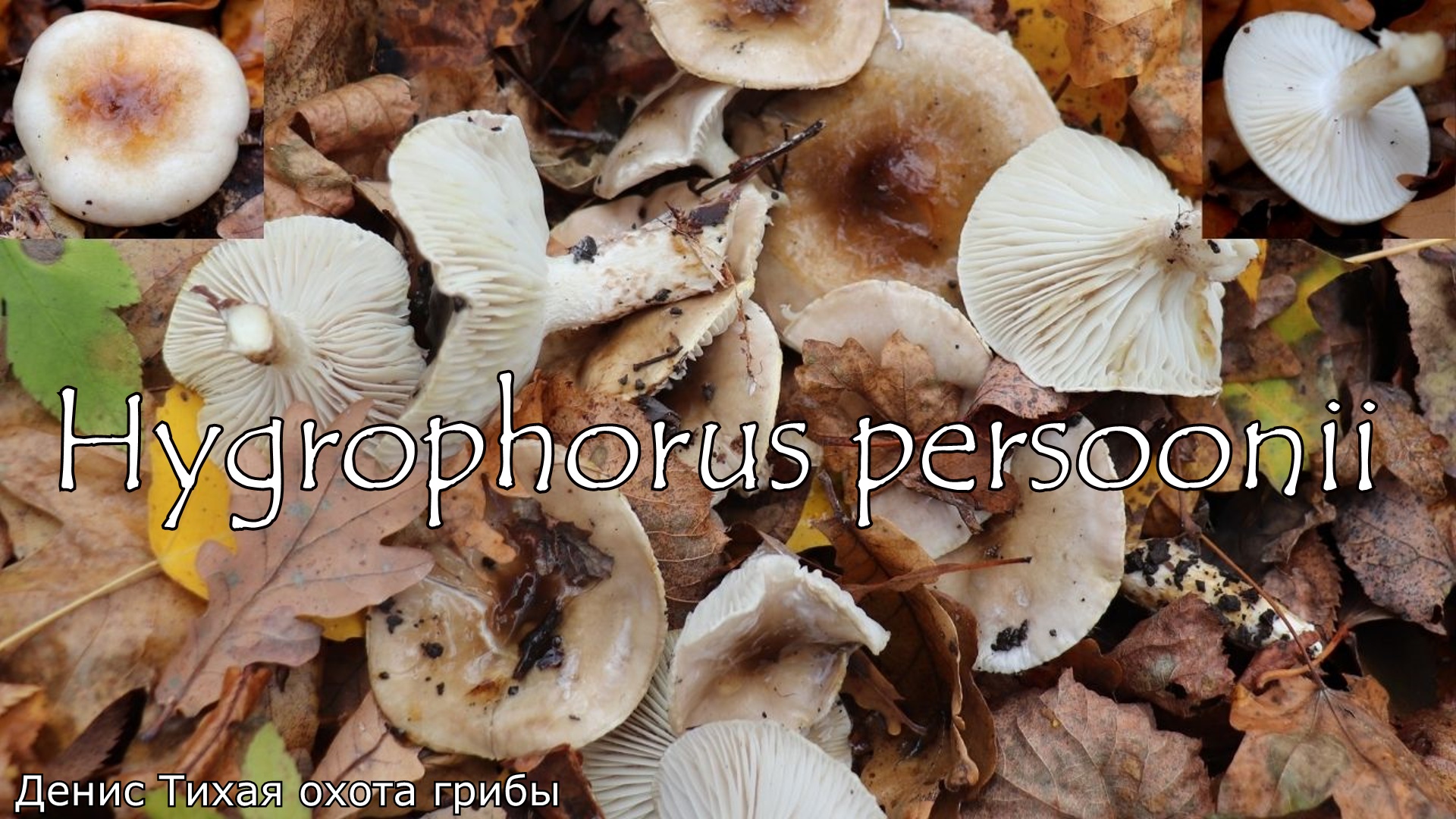 Гигрофор Персона | Hygrophorus persoonii смотреть онлайн