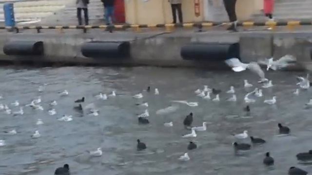 Сочи. Морпорт. (4 января 2016 года) смотреть онлайн