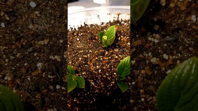 ЗЕЛЕНОЕ ЧЕРЕНКОВАНИЕ ГОРТЕНЗИИ. на 5 день цветет! #уходзагортензией смотреть онлайн