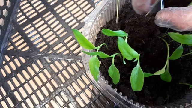 86. Пикирую перец//Пересадка//Мои наблюдения