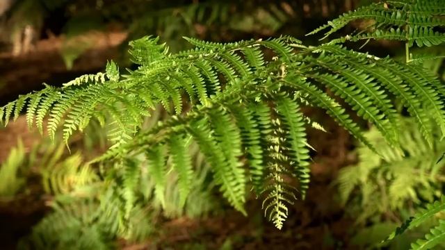 A Fairies Guide to Summer ? DIY Lammas Fairy & Fairy home | Exploring the woods | ?♂️ смотреть онлайн