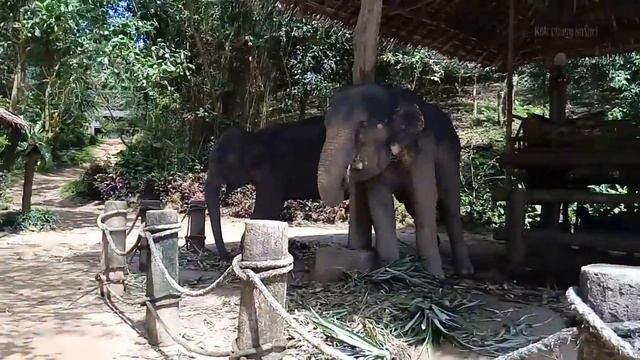 Хотите покататься на слонах?-Патонг-Таиланд-MadWay-2016.10 смотреть онлайн