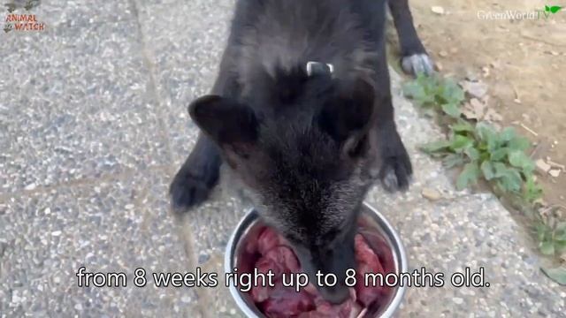 WOLF GAME x Animal Watch, Come Play with Little Baby “Kamala”! смотреть онлайн
