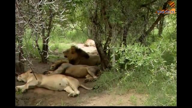 Wild Fauna /Прирождённые Короли /Великий прайд Львов / Mapogo Lions-часть-3 смотреть онлайн