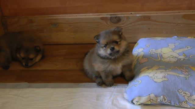 щенки померанского шпица, возраст 1 месяц смотреть онлайн