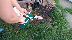 Ощипывание бройлера на новой самодельной перосъёмной машине из старой стиралки.