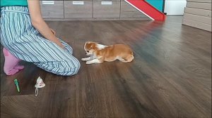 50 Трюков чихуахуа Пуши. #чихуахуа #dogtrics #дрессировка #пуша #собака #dog