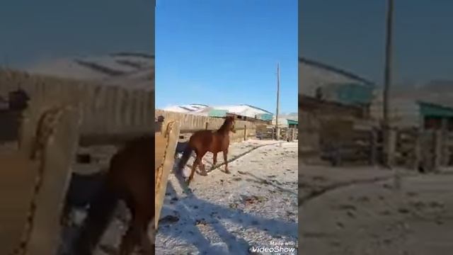 Русский рысак Кондор смотреть онлайн