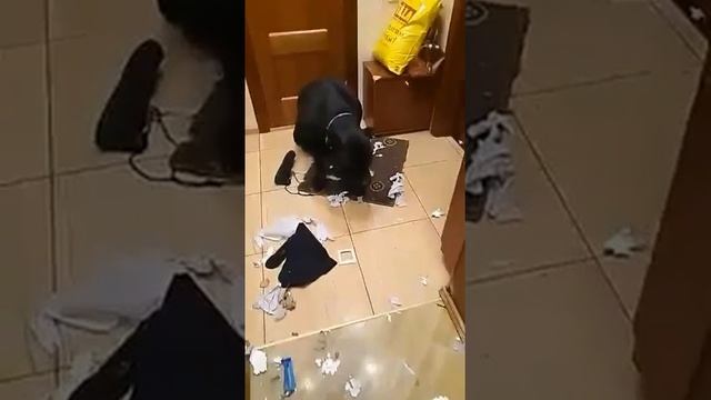 ШОК!!! Что натворила собака Кане Корсо дома!!! смотреть онлайн