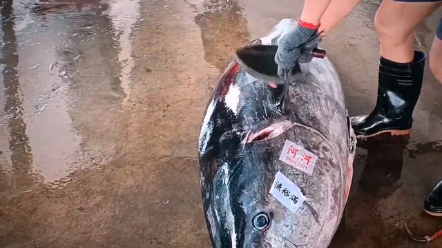 Дикая Природа в Зоне Отчуждения