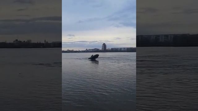 Йошкар-Ола-Лодка BRIG Baltik 350 + Yamaha 15FMHS смотреть онлайн