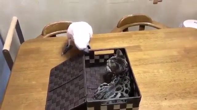 Perl the Parrot and the Case of the Mysterious Box (in Yiddish) смотреть онлайн