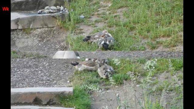 Nilgänse 4 (2021) (Водоплавающие птицы: Нильские гуси) смотреть онлайн