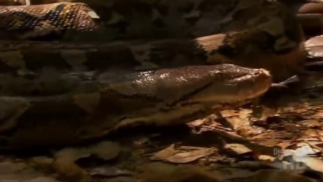 Austin Stevens Reticulated Python смотреть онлайн
