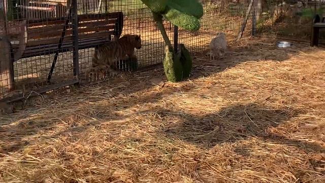 Амурский тигрёнок Vs Бенгальский Тигрёнок Игра Малышей Парка Львов Тайган смотреть онлайн