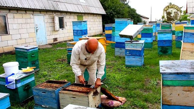 Как я меняю старых маток в основных семьях на молодых плодных маток и объединяю семьи в июле смотреть онлайн