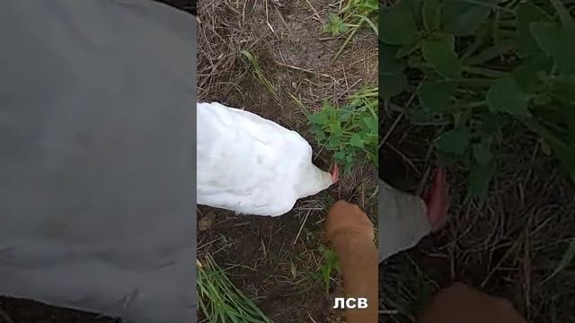 Мы с Тамарой ходим парой 02 смотреть онлайн