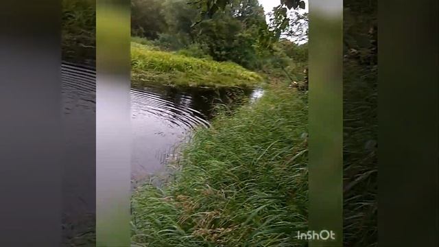 Лосось, кижуч Камчатка