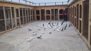 #BAKU #PIGEON       Знаменитые голуби НАРИМАНА в Баку!