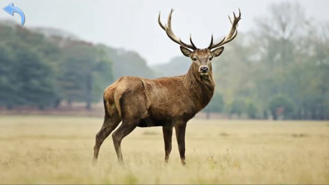 Тварини лісу. Вивчаємо тварини лісу англійською мовою 🇺🇸
